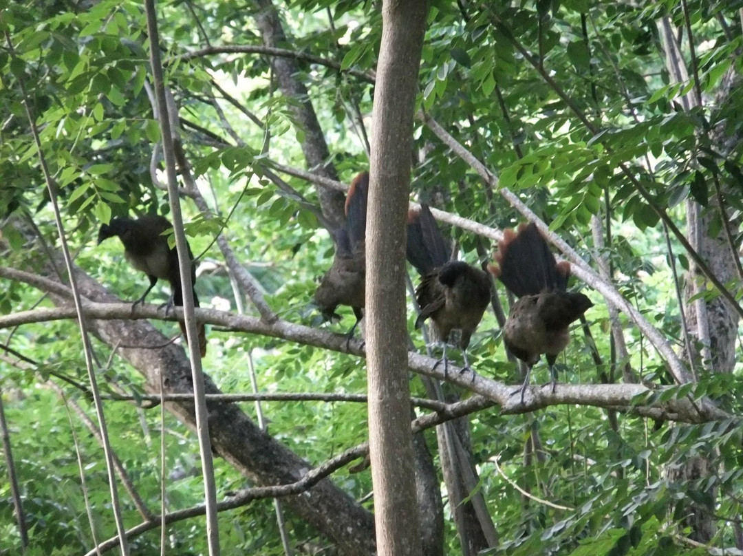 Grafton Caledonia Wildlife Sanctuary-多巴哥必去景点