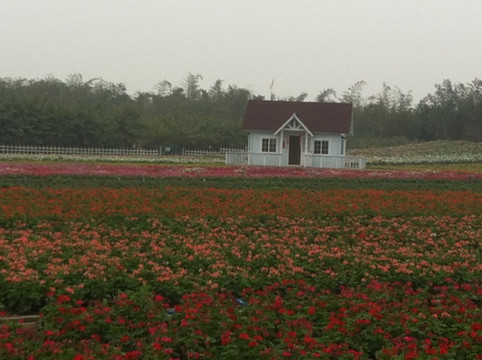 百万葵园-广州市必去景点
