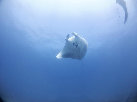 Crystal Divers-沙努尔必去景点