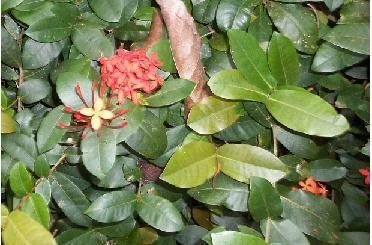 邝友良参议员的种植园和花园-卡内奥赫必去景点