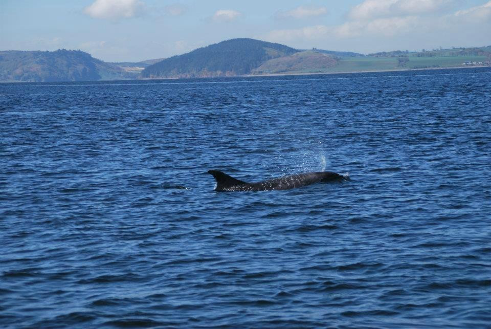 Dolphin Trips Avoch景点图片