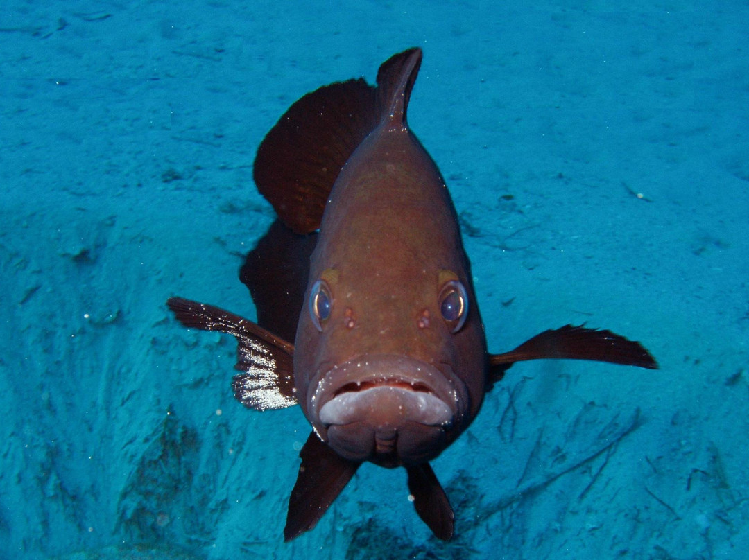 Malta Diving - Anchor Diving-圣保罗湾城必去景点