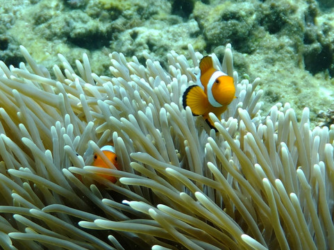 Sea Dog Diving-爱妮岛必去景点