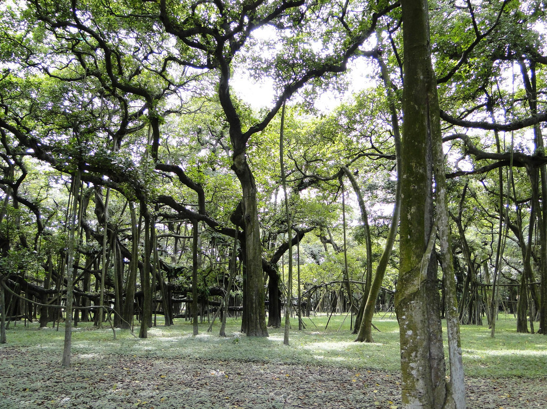 Acharya Jagadish Chandra Bose Indian Botanic Garden-Howrah必去景点