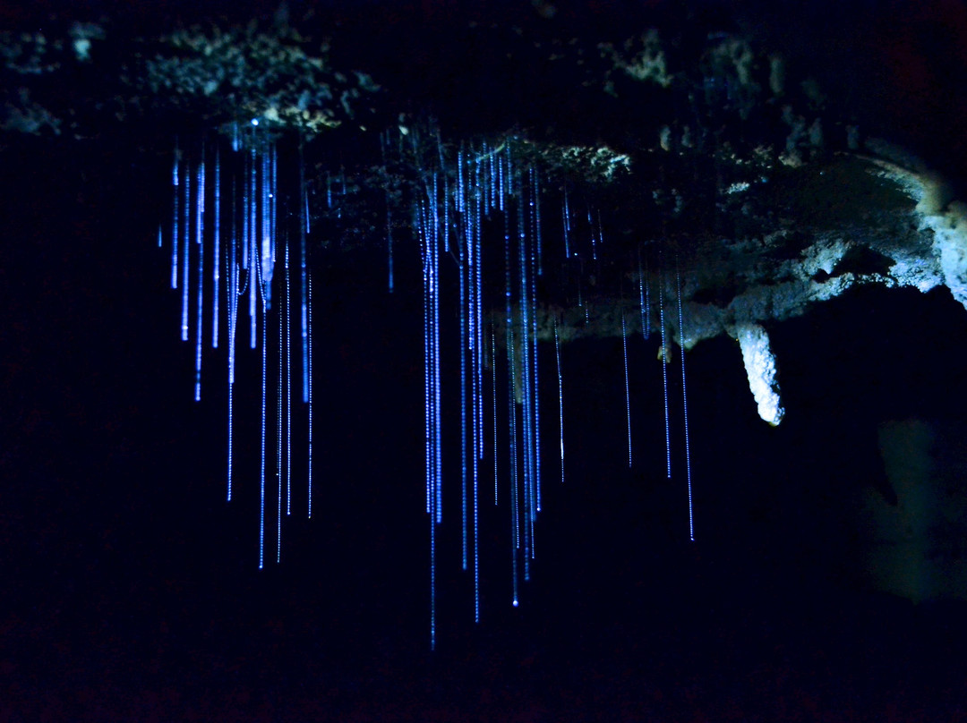 洞穴世界-怀托摩洞穴必去景点