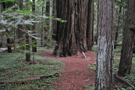Montgomery Woods State Reserve景点图片