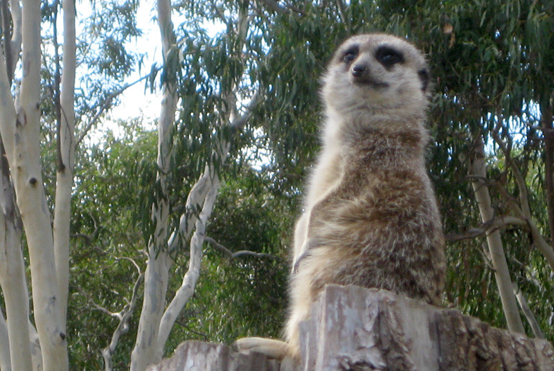 Halls Gap Zoo景点图片