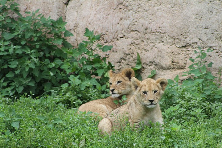 Racine Zoo-拉辛必去景点