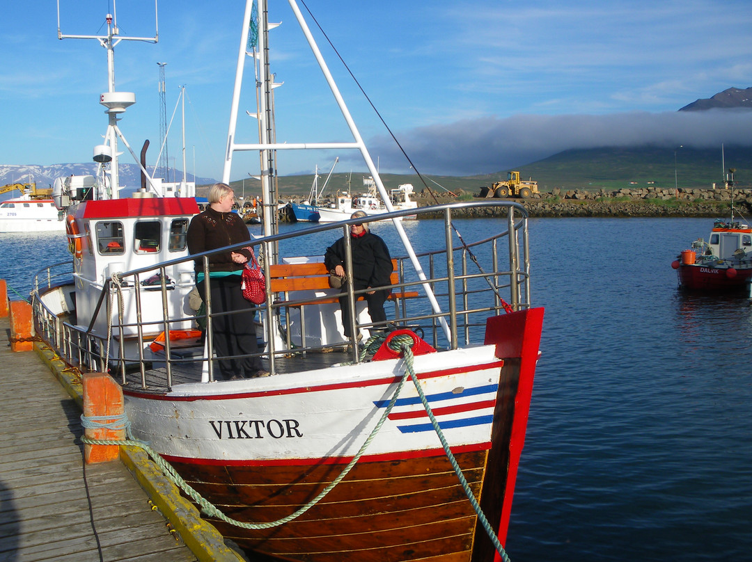 Arctic Sea Tours Whale Watching-Dalvik必去景点