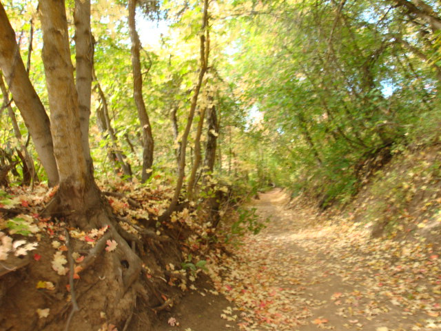 Mill Creek Canyon-盐湖城必去景点