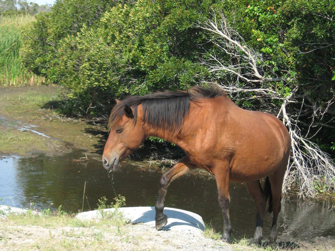 Assateague State Park-Berlin必去景点
