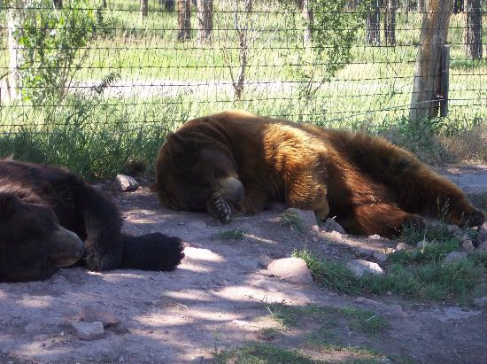 Bear Country USA-拉皮德城必去景点