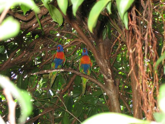 Wildlife Habitat Port Douglas-道格拉斯港必去景点