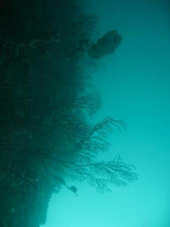 Benwood wreck-拉哥岛必去景点