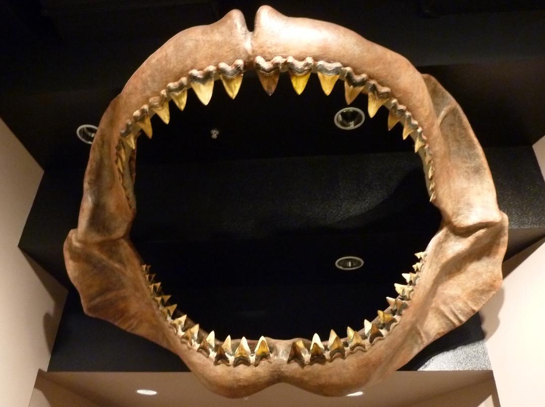 Arizona Museum Of Natural History-梅萨必去景点