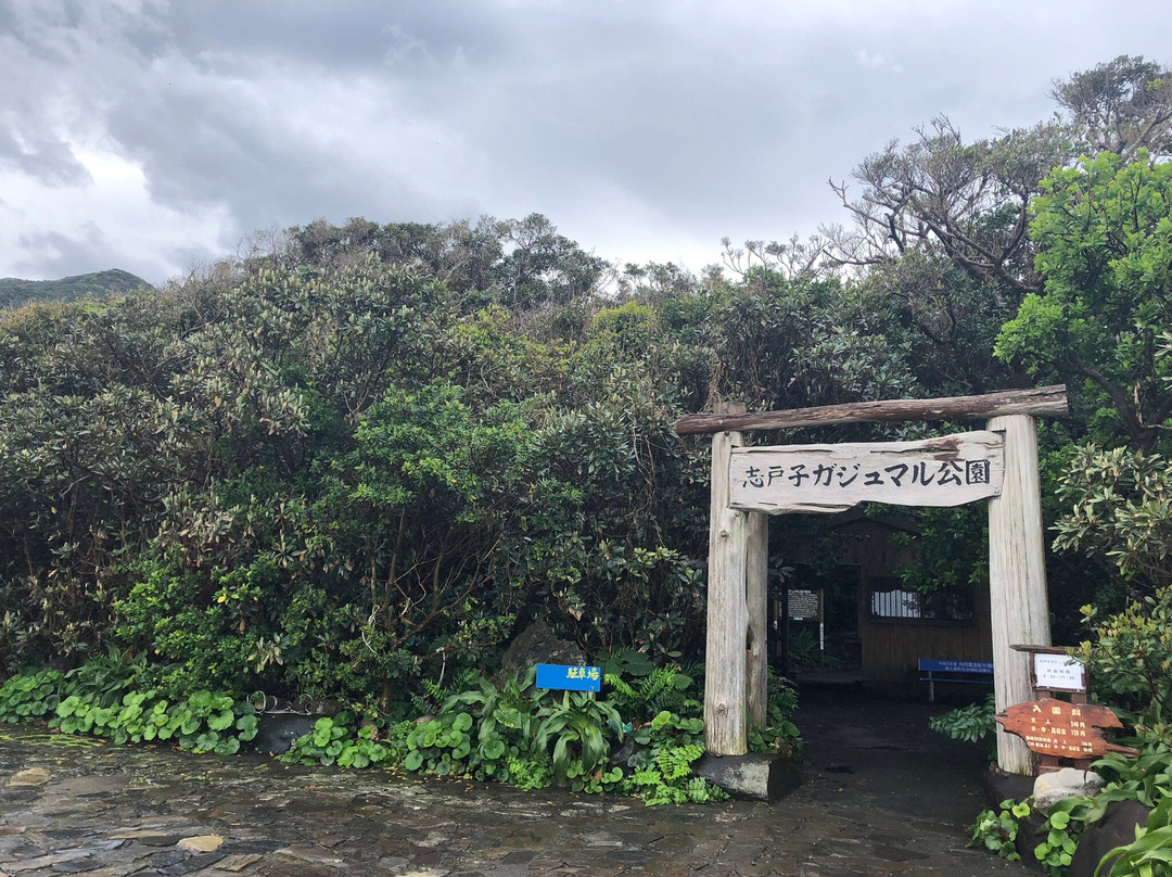 Shitogo Banyan Tree景点图片