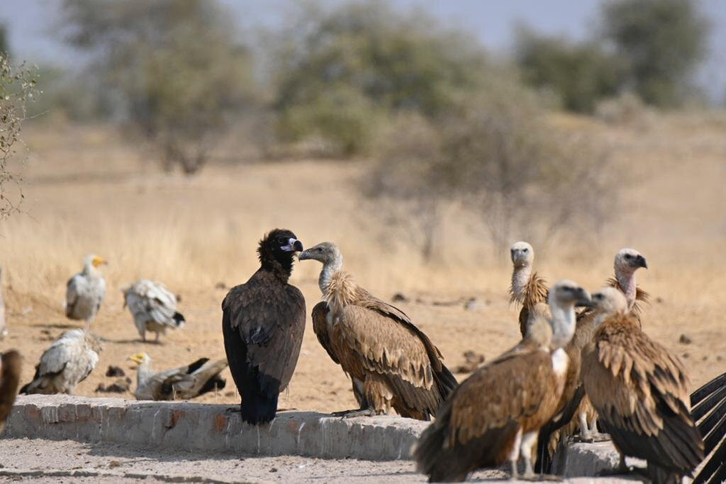 Jorbeer Conservation Reserve-碧卡内必去景点