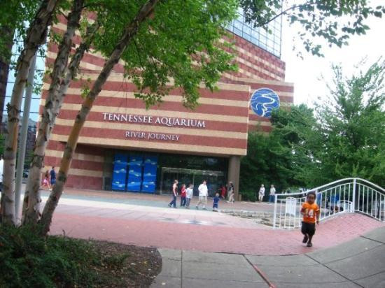 田纳西水族馆-查塔努加必去景点