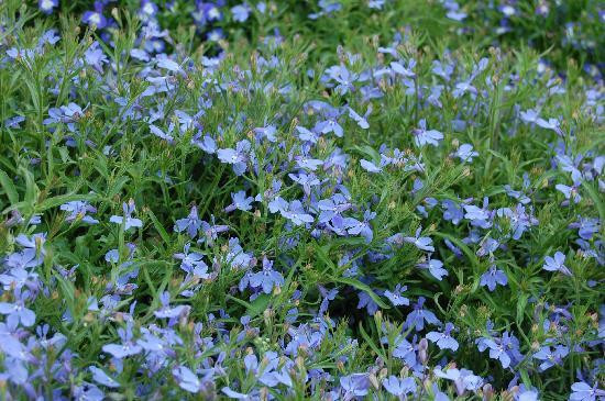 上海植物园-上海市必去景点