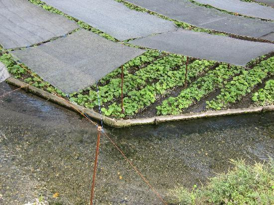 Daio Wasabi Farm景点图片