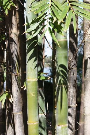 University of South Florida Botanical Gardens, Tampa景点图片