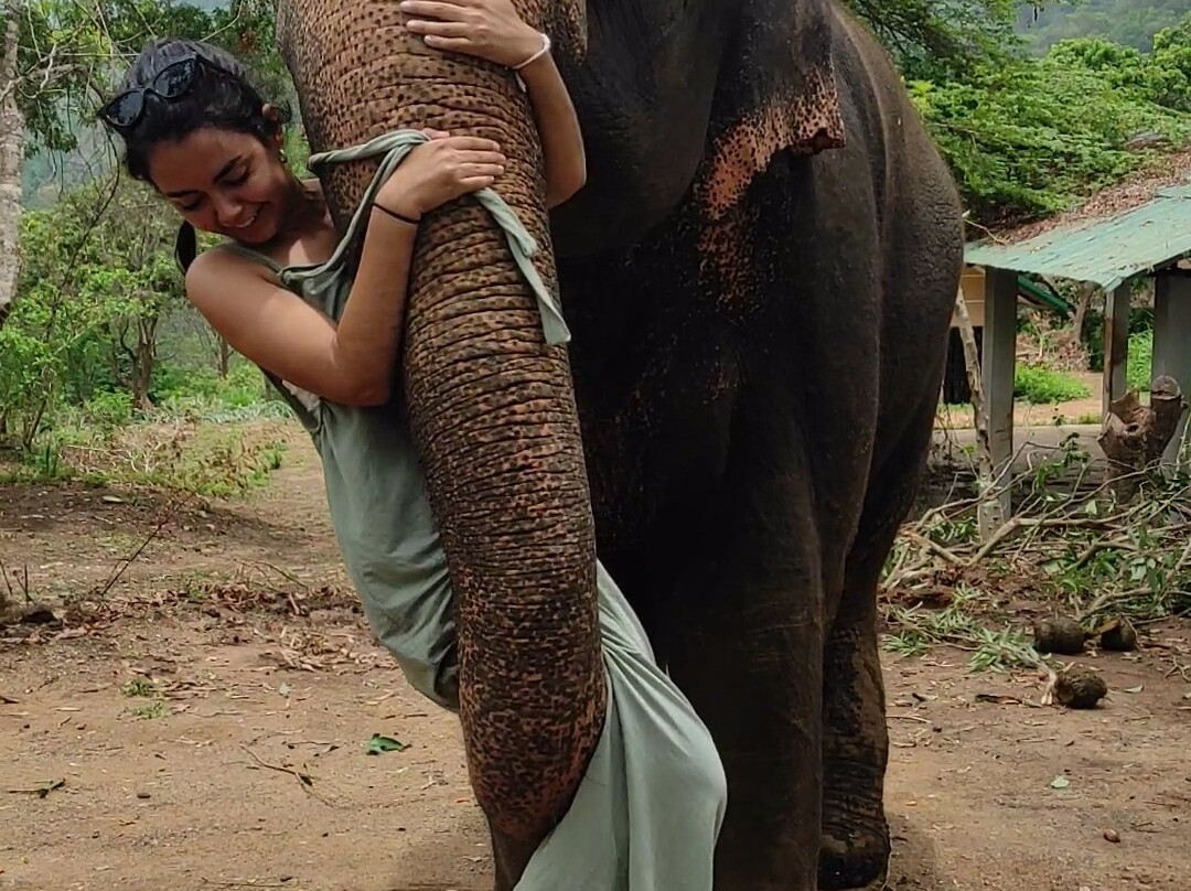 Elephants Care Camp Chiang Mai景点图片