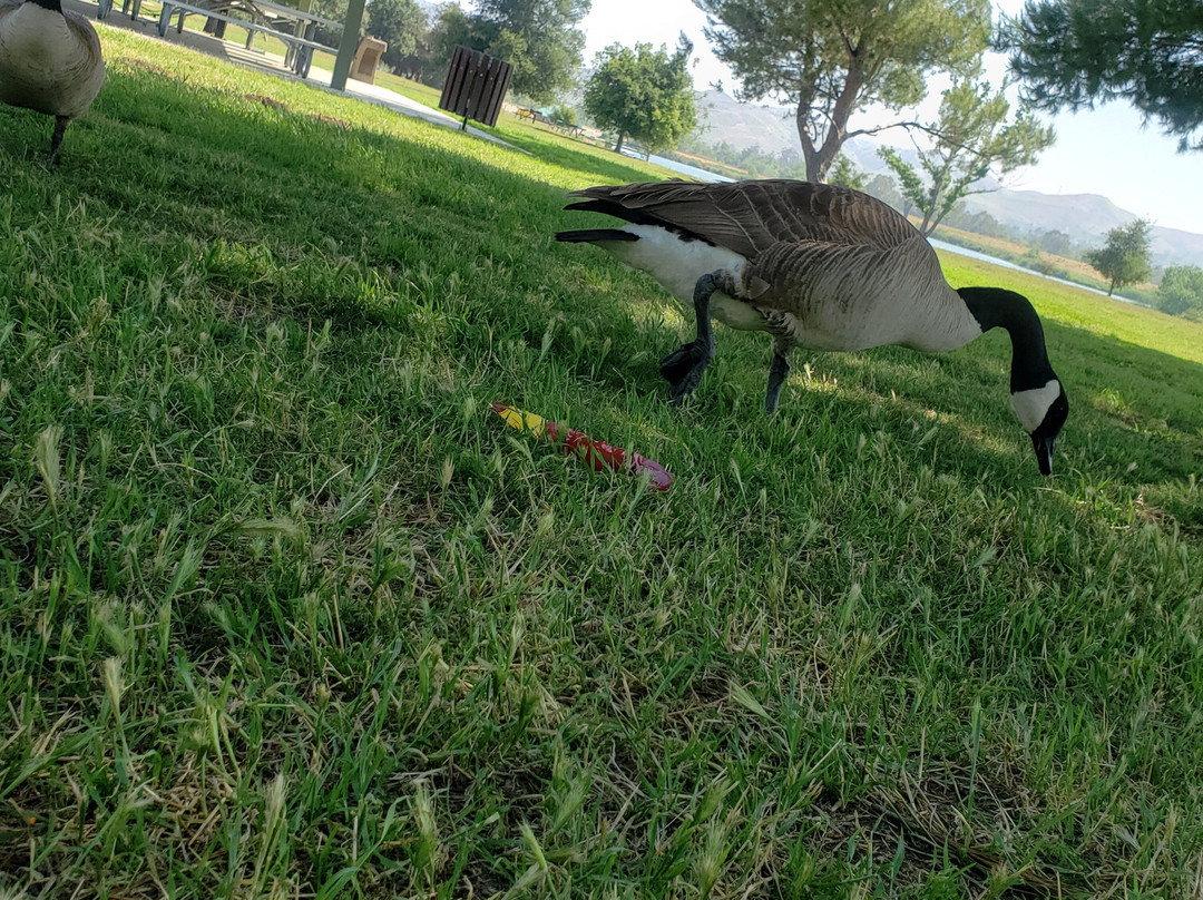 Prado Regional Park-奇诺必去景点
