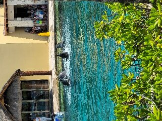 Dolphinaris México景点图片