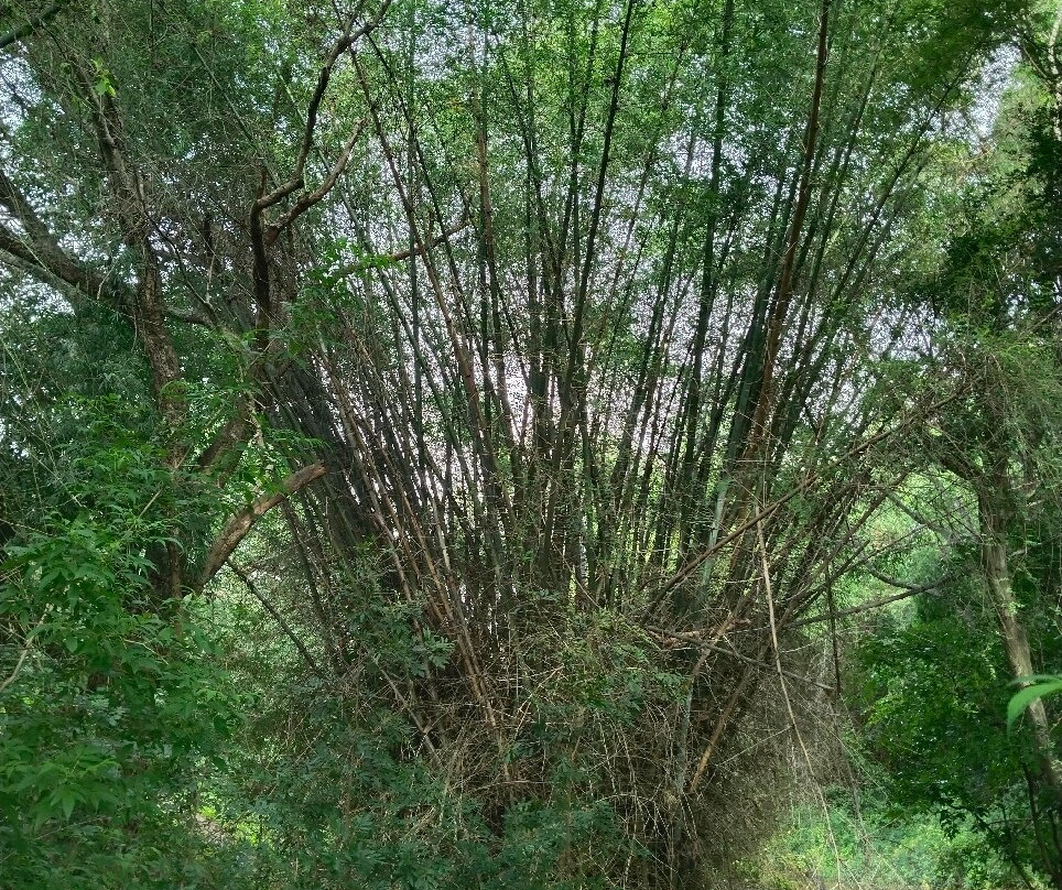 Bidarakatte Trek-null必去景点
