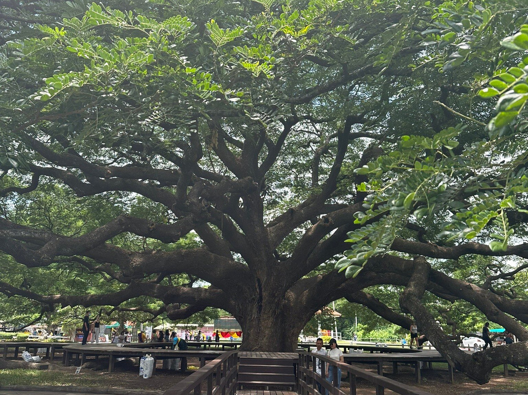Giant Tree Kanchanaburi景点图片
