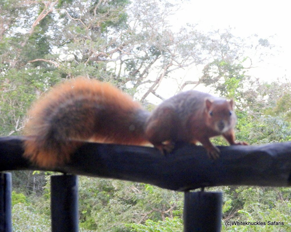 Shimba Hills Lodge主图