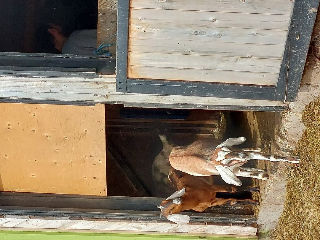 Groovy Goat Farm & Soap Company-Ingonish必去景点