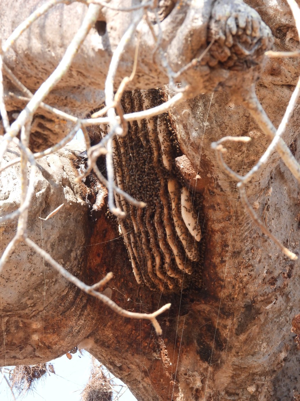 Maramboi Tented Lodge-浴室