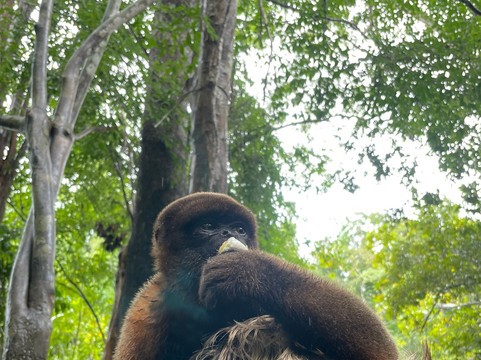 Lupuna jungle tours-伊基托斯必去景点
