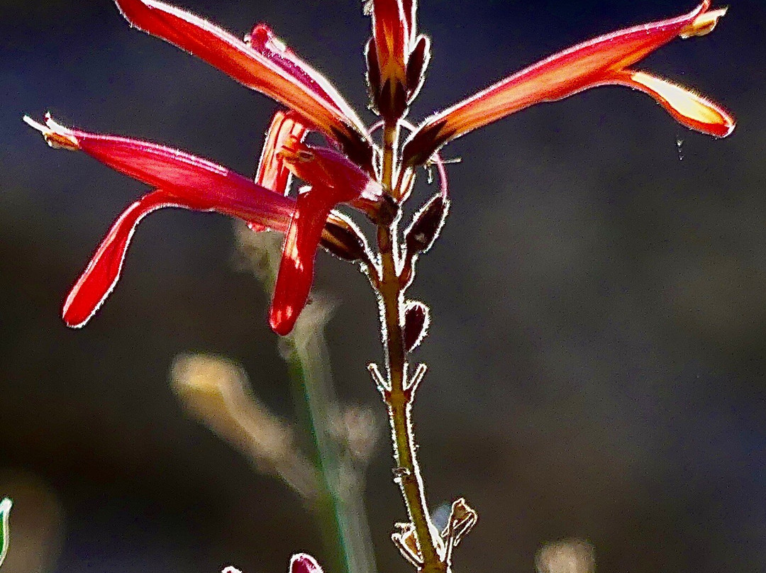 Big Wheel Tours-棕榈沙漠必去景点