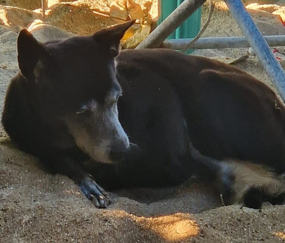 Yuyu Golden Beach主图