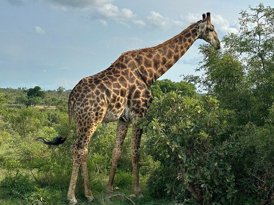 Irving Knight Safaris-玛洛斯帕克必去景点