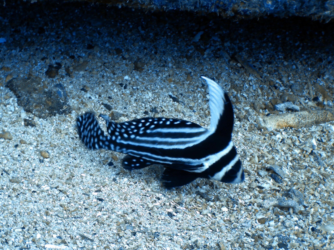 Dive Adventures-辛普森湾必去景点