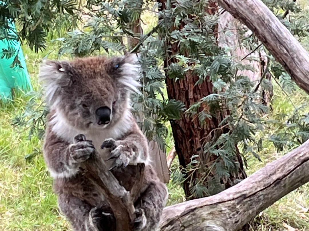 Koala Conservation Reserve景点图片