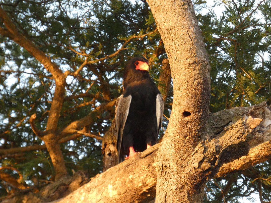 Gorilla Riddles-坎帕拉必去景点