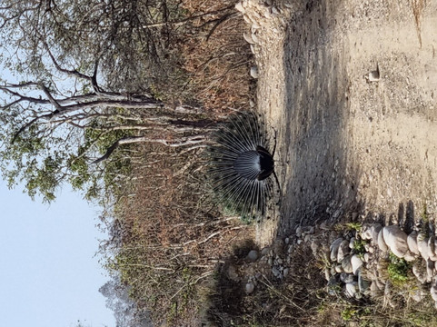 Corbett Package Tour-Dhikuli必去景点