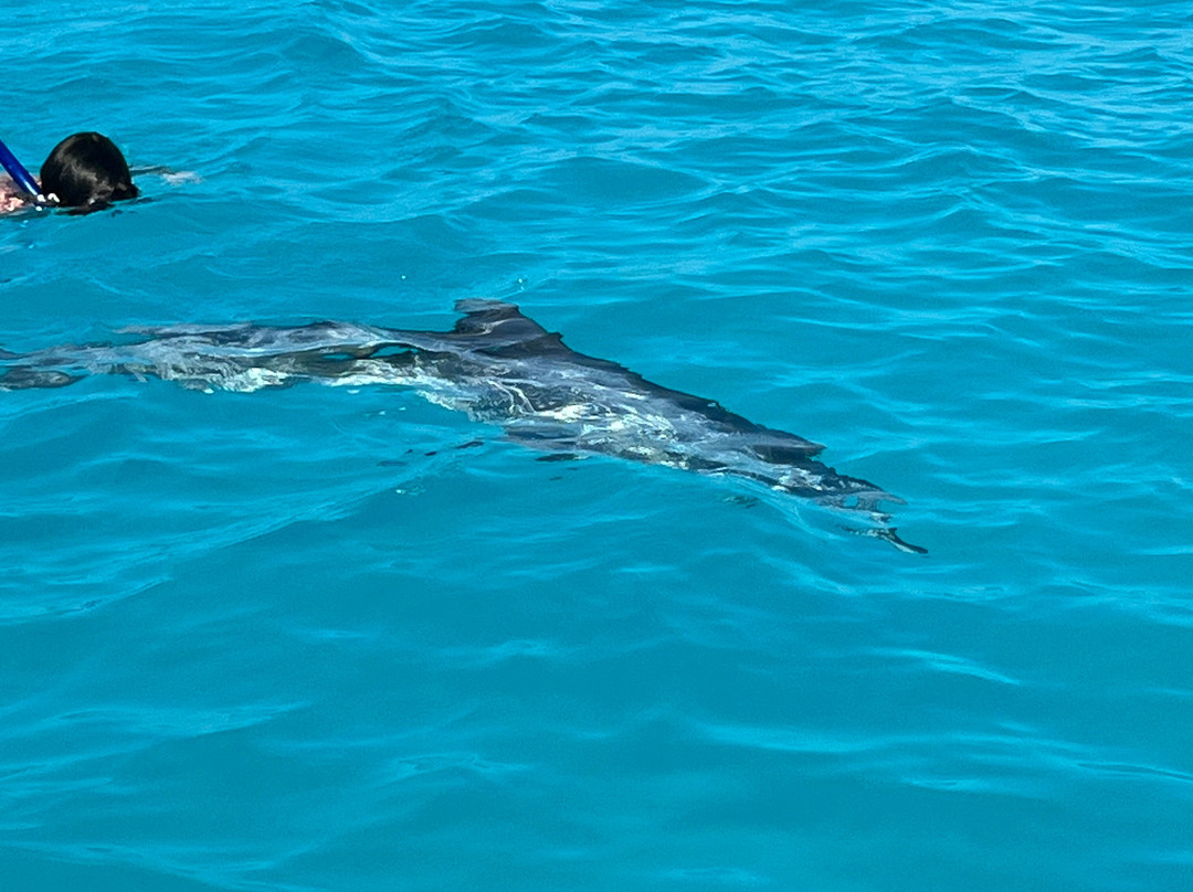 Lady Turkuoise-普罗维登西亚莱斯必去景点