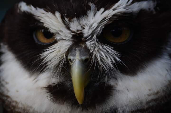 Bird of Prey Experiences - Hawkeye Falconry UK景点图片