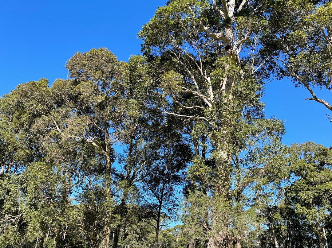Narooma Golf Club景点图片