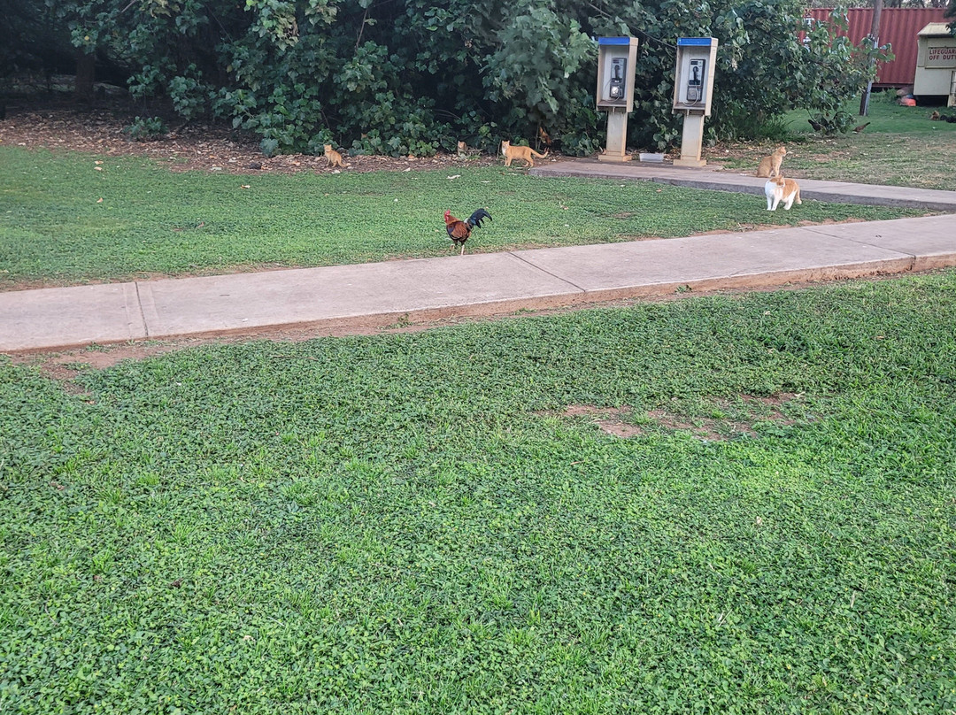 Kanaha Beach Park-卡胡卢伊必去景点