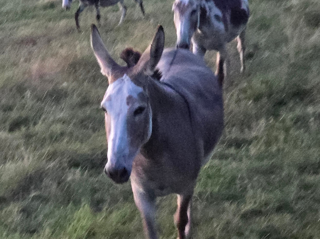 Moo & Bray Farm-Whitesboro必去景点