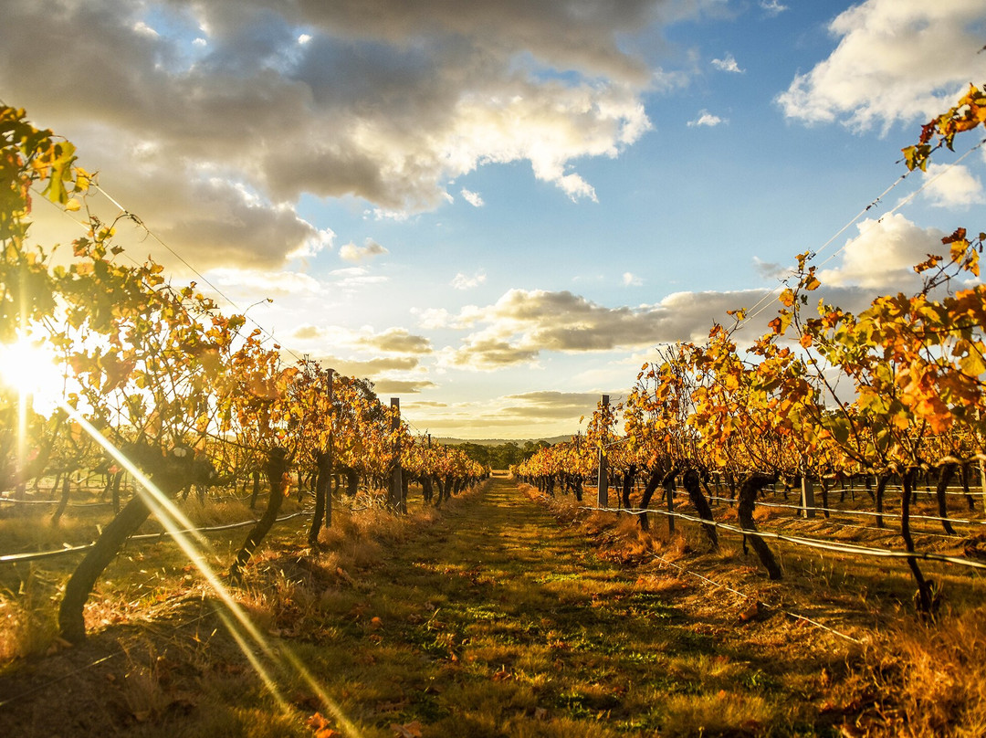Savina Lane Wines景点图片