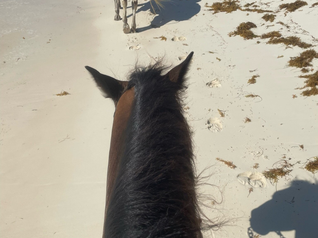 Seaside Stables Anguilla-West End Village必去景点