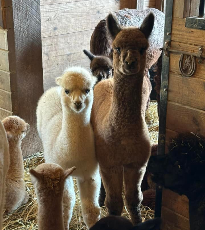 Eastland Alpacas-Mount Joy必去景点
