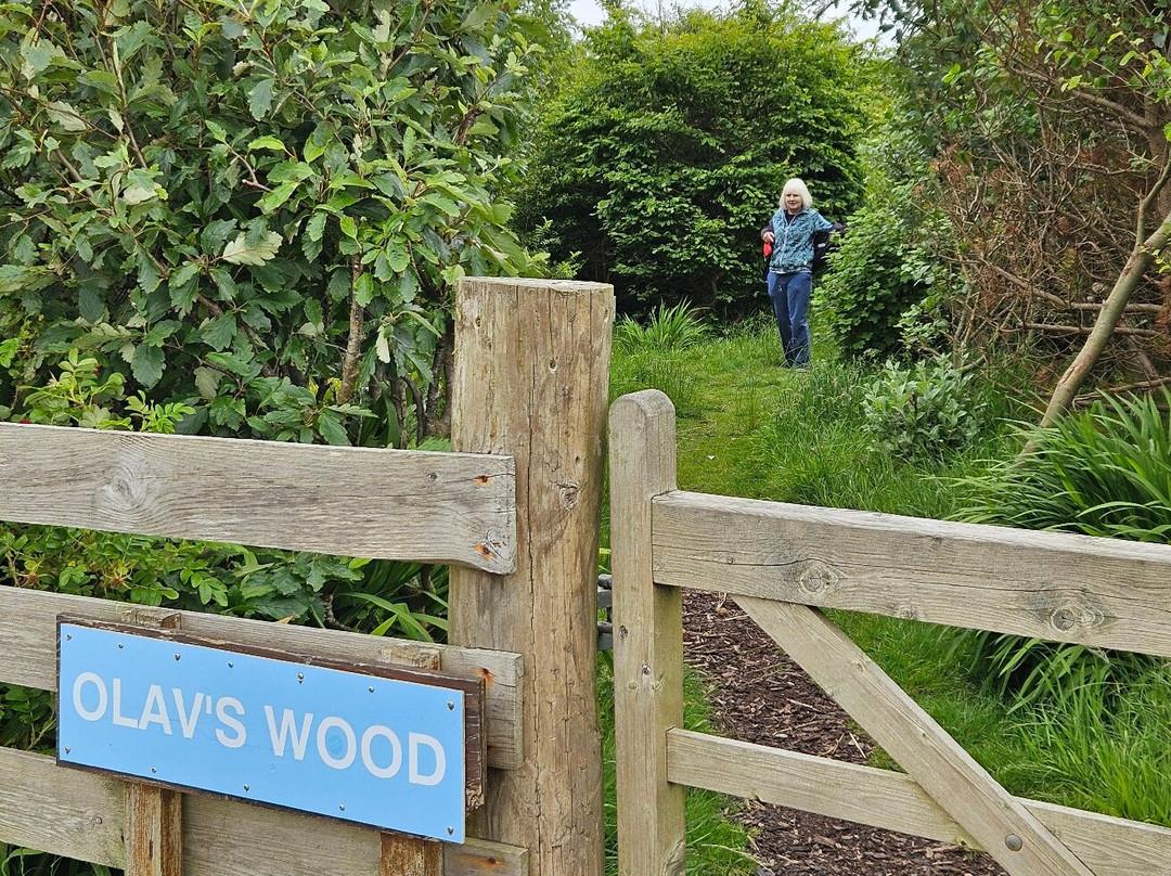 Olav's Wood景点图片